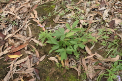 Flemingia parviflora