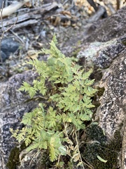 Myriopteris wrightii