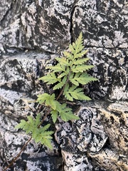 Myriopteris wrightii