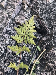 Myriopteris wrightii