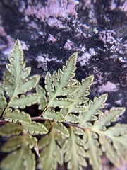 Myriopteris wrightii
