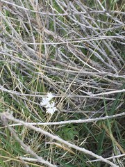 Lithophragma parviflorum