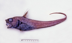 Cohen's Whiptail photo 2