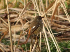 Phoenicurus auroreus