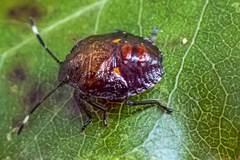 Monteithiella
