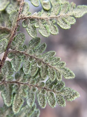 Myriopteris tomentosa image