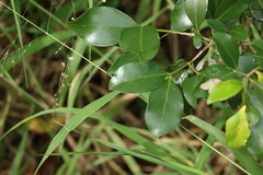 Psydrax odorata odorata