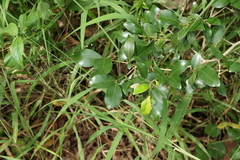 Psydrax odorata odorata