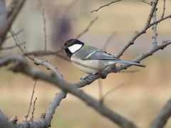 Parus minor