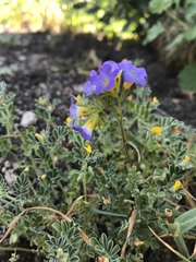 Phacelia bicolor