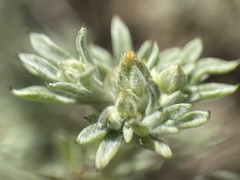 Logfia filaginoides