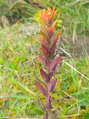 Castilleja virgata