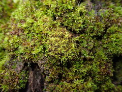 Vinealobryum