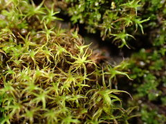 Vinealobryum