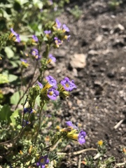Phacelia bicolor