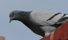 Columba livia domestica