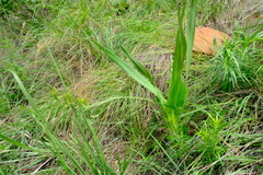 Hypoxis galpinii