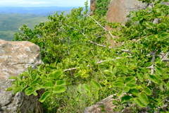 Vangueria macrocalyx
