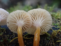 Hygrocybe roseoflavida