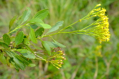 Senecio microglossus