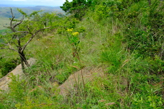 Senecio microglossus