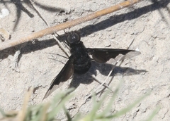 Hemipenthes morioides