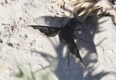 Hemipenthes morioides