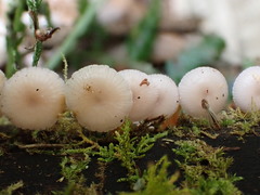 Hygrocybe roseoflavida