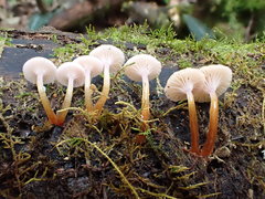 Hygrocybe roseoflavida