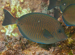 Prionurus maculatus
