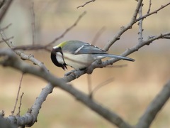 Parus minor