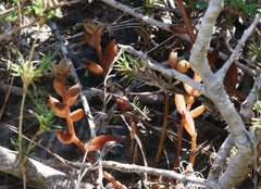 Lenophyllum texanum
