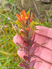 Castilleja virgata