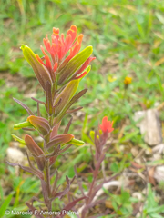 Castilleja virgata