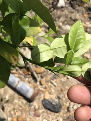 Citrus maxima