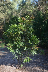 Macadamia jansenii