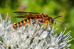 Elidothynnus melleus