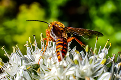 Elidothynnus melleus