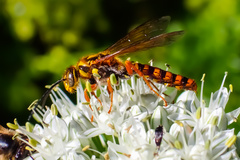 Elidothynnus melleus