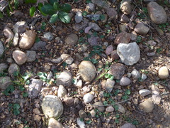 Dichondra occidentalis