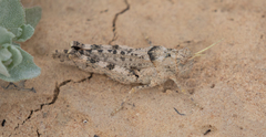 Qualetta maculata