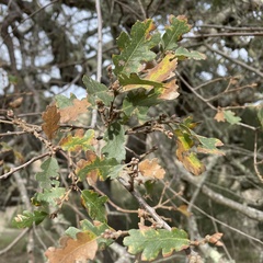 Quercus × macdonaldii