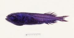 Barethroat Slickhead photo 1