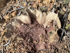 Calvatia fragilis