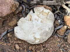 Calvatia fragilis