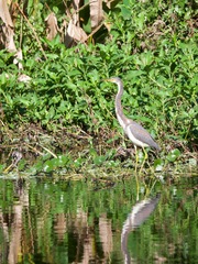 Egretta tricolor image
