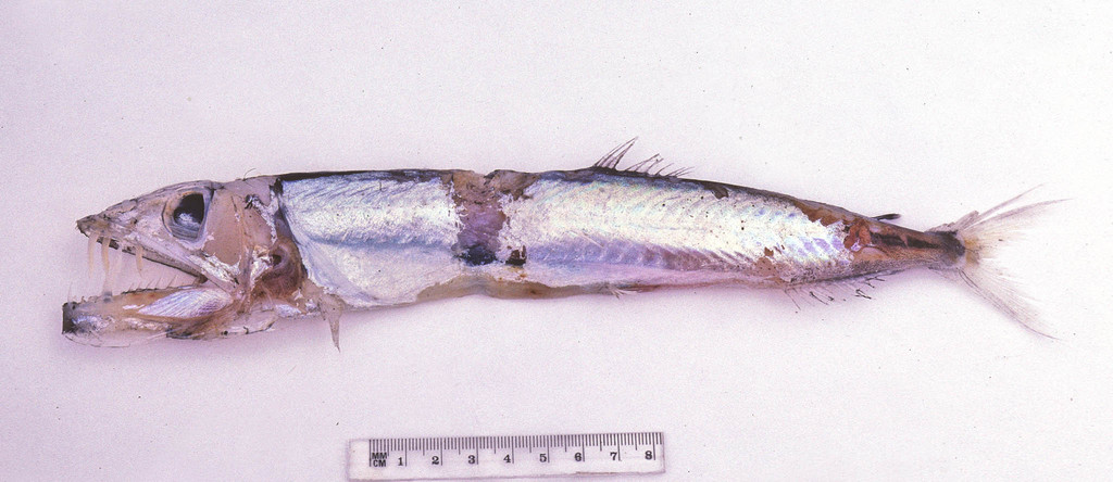 Hammerjaw