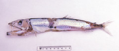 Omosudis lowii