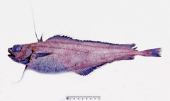 Lepidion microcephalus