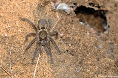 Brachionopus pretoriae